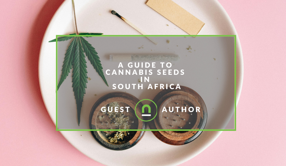 Guide to growing cannabis in South Africa