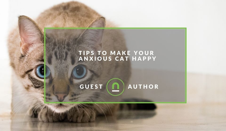 anxious cat tips