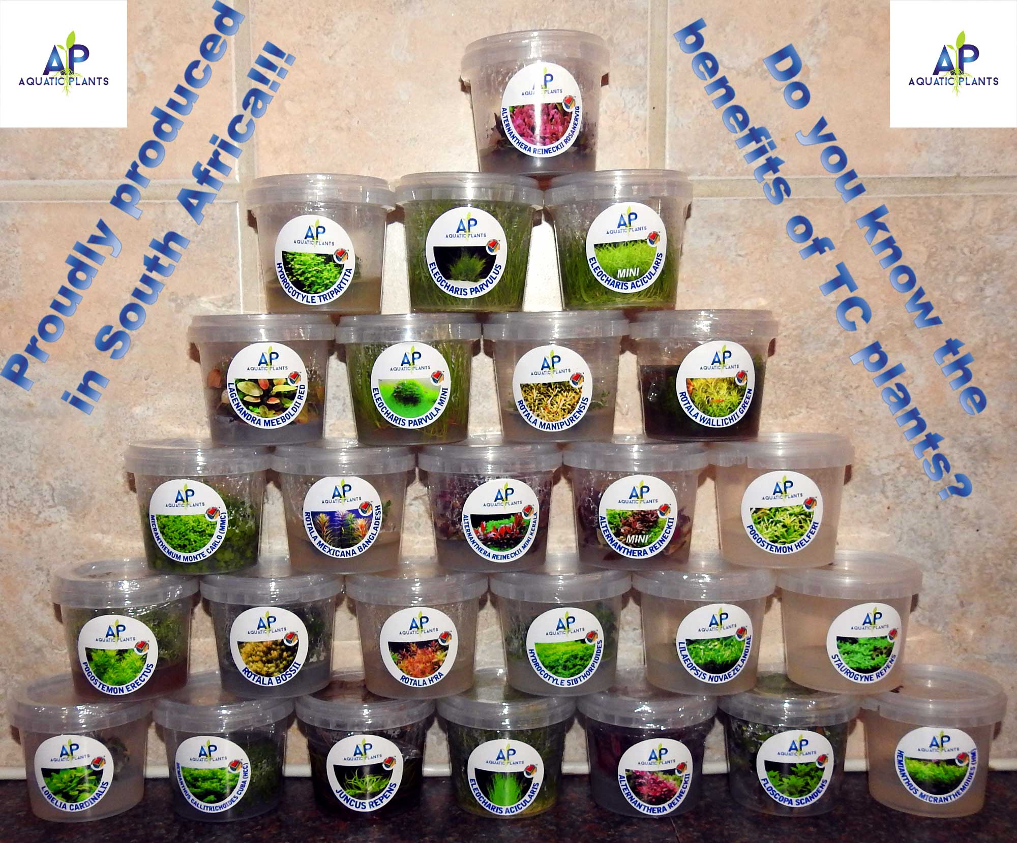 Tissue Cultured Aquarium Plants - Proudly made in SA